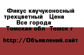 Фикус каучуконосный трехцветный › Цена ­ 500 - Все города  »    . Томская обл.,Томск г.